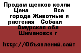 Продам щенков колли › Цена ­ 15 000 - Все города Животные и растения » Собаки   . Амурская обл.,Шимановск г.